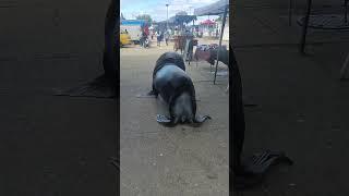 Sea Lion Wanders Through Market Street