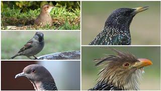 AVES del PARQUE de Casa en INVIERNO *  BIRD from the House PARK in WINTER