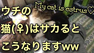 【ネコ】My cat is estrus  ウチの猫(メス)は、盛り(発情期)が来るとこうなります(笑)