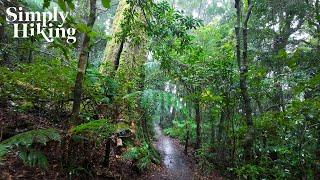 Rainforest Hike in Heavy Rain ️  | 4k Ambient Adventure (rainfall, nature sound, walking ambience)