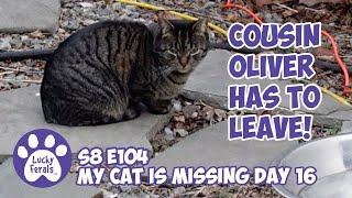 Cousin Oliver Has To Leave! Too Much Feral Cat Drama - Missing Cat Day 16 - Lucky Ferals S8 E104