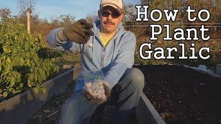 How to Plant Garlic in a Raised Bed