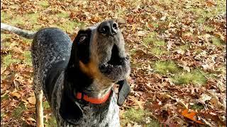 Hound Dog Howling