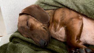 Mini dachshund gets cuddly on Valentine's Day morning