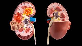 13 Subtle Signs Your Kidneys Are Struggling (Don't Ignore These!)