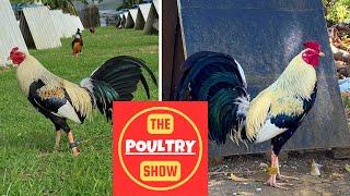 IGF Compilation | Poultry Show