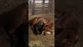 Her recovery from an injury that was literally an inch away from killing her  she’s so strong ️