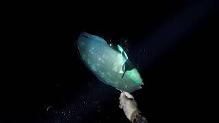 Night Spearfishing, My biggest blue Parrot Fish ever, lucky night.