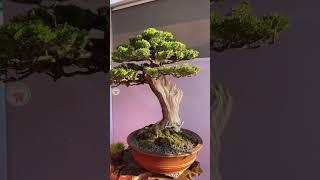 PAMERAN BONSAI VIETNAM |BIKIN GA KEDIP 