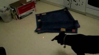 Dummer Hund Meggi will das Licht vom Laserpointer fangen 1v5