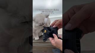 Documenting the Ocean Life of Cat #Insta360 #insta360CatCam @insta360