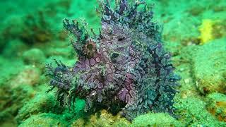 Purple weedy rhinopias scorpionfish (rhinopias frondosa) Laha, Ambon 5/10-2023.