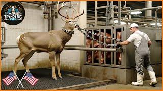 How American Farmers Make $3 Billion Dollars A Year Processing Deer Antlers | Farming Documentary