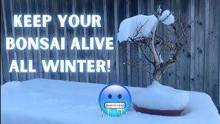 How to Keep Bonsai Trees Alive All Winter