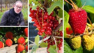 Growing Soft Fruits for Beginners