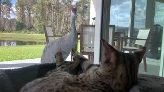 Savannah Cat Zara Has The Best Seat In The House