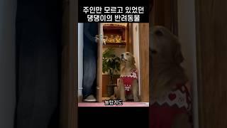 "아 그런거였어?.." 개 주인만 몰랐던 댕댕이의 큼직한 반려동물