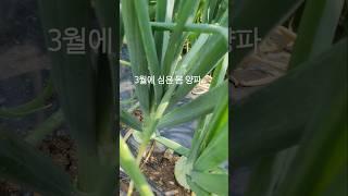 #3월' 텃밭에 파종한 봄 양파 #6월 양파 모양으로 변하기 시작