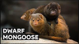 World's  Smallest Teamwork Superstar | Nature Nuggets