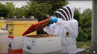 Bee-ing prepared: How UK education equipped the state's new apiarist