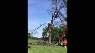 Slow motion tree branch falling