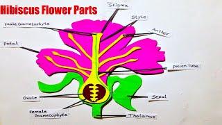 hibiscus flower parts model making using cardboard  | diagram | diy | science project | howtofunda