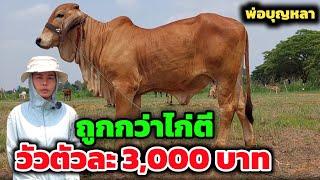 วัวตัวละ 3,000 บาท‼️ มีอยู่จริง ถูกยิ่งกว่าไก่ตี พ่อบุญหลาฟาร์ม |11 เม.ย.67| ราคาหลักพันจำนวมาก⁉️