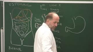 Abdomen et pelvis 7 : Anatomie de l'estomac [Clinical Anatomy of the stomach]