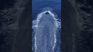 Dunyodagi eng katta jonzod bu kok kit.#fish #animals #big