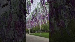 #ценитежизнь #моменты #мирвокругнас #весна #распустилась #листва #парк #прогулка