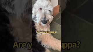 How we added the “DREAM” button #iambunny #fluentpet #dreams #talkingdog