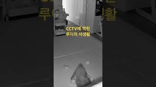 CCTV에 찍힌 루이의 사생활