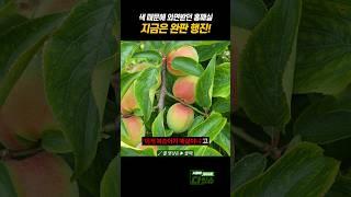 지금은 홍매실이 대세(?) #shorts