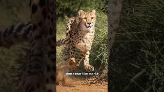 Interesting Facts About Cheetahs!  #facts #shorts #animals  #wildlife