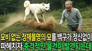 우연히 발견한 정체불명의 묘를 백구가 정신없이 파기 시작하는데...거기서 상상하지 못한 것이 발견되어 발칵 뒤집어지는데...