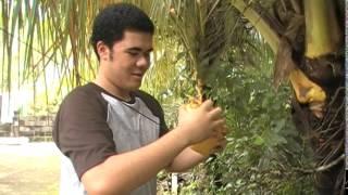 Newman with fresh kokonati out from the coconut tree.