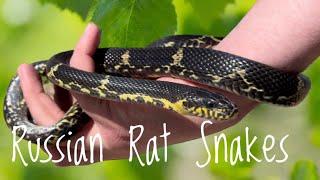 Species Spotlight- Russian Rat Snake