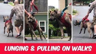 Where To Start When Your Dog Is Leash Reactive