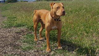 May Day! May Day! APBT Grand Champion May Day Blood: Reddy Ryder Real Bay Area Bulldog!