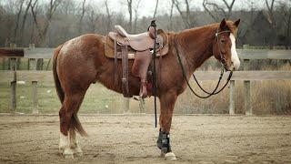 SOLD!! "KANE" 6 YEAR OLD REGISTERED POA GELDING FOR SALE!! #horseforsale #horse #horsetraining