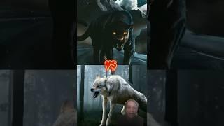 lion vs Tiger @A_S editz001 #tiger #lion #attitude #animals #fact #shortfeed