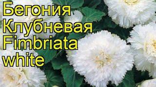 Бегония клубневая (Fimbriata white). Краткий обзор, описание характеристик, где купить луковицы