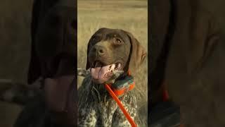 Experience A Day of Upland Bird Hunting