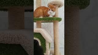 гриша#рыжий#мила #смешные животные #смешные видео#милота