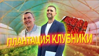 Готовый бизнес. Плантация клубники. Крым. Керчь