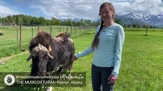 Meet A Musk Ox Monday: Malachite!