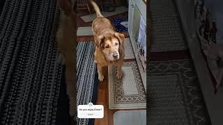 Dozer and scrambled eggs #dozer #funny #buddyanimals #mybestbuddy