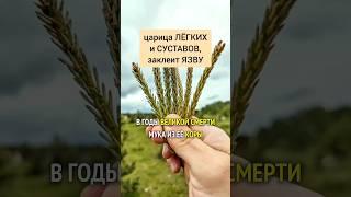 Сосна - царица лёгких и суставов, заклеит язву #травы #лекарственныетравы #травник #травничество