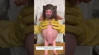 This man adopted a cute little piglet and raised it with love #animalshorts #shortvideo