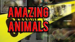 Top 10 Amazing Animals | #facts | #fun | #funtrest | science video |